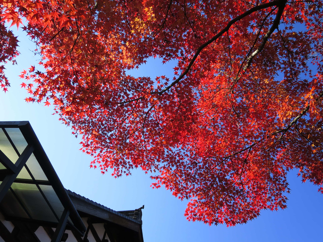 2014日本九州賞楓趣DAY 3–拿阿蘇火山換馬肉 2014日本九州賞楓趣DAY 3–拿阿蘇火山換馬肉