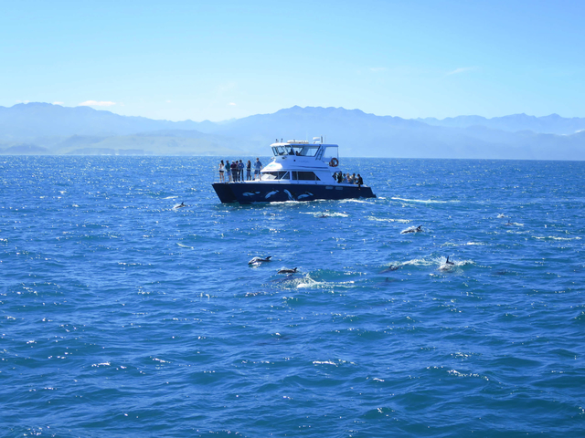2014 南半球的天空–紐西蘭Day3~ Kaikoura賞海豚 2014 南半球的天空–紐西蘭Day3~ Kaikoura賞海豚