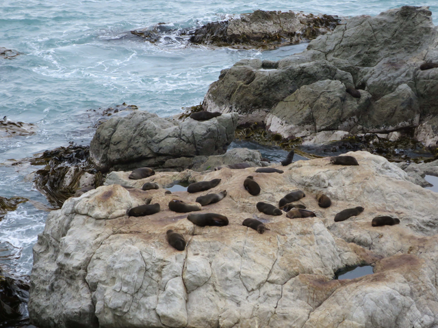 2014 南半球的天空–紐西蘭Day4~Picton->Kiteriteri plus 看海豹 2014 南半球的天空–紐西蘭Day4~Picton->Kiteriteri plus 看海豹