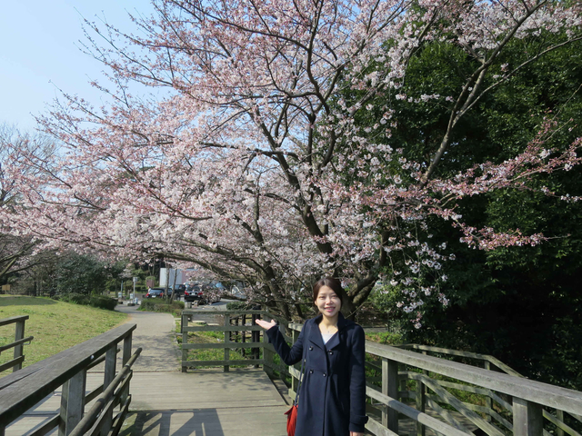 2016 享受吧！兩個人的旅行~九州賞櫻之旅 Day 4 再訪西公園、舞鶴公園、久保田運動用品店、稚加榮定食