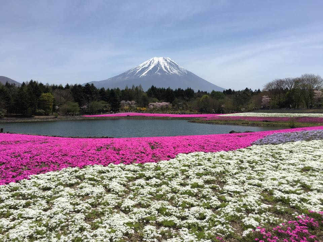 IMG_4492-1.jpg - 2017 日本東京、茨城、枥木、富士山