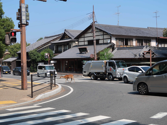 IMG_4866鹿鹿過馬路.JPG - 2018 日本關西甲子園高校野球+琵琶湖煙火