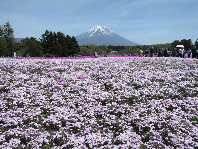 IMG_4674.JPG - 2017 日本東京、茨城、枥木、富士山